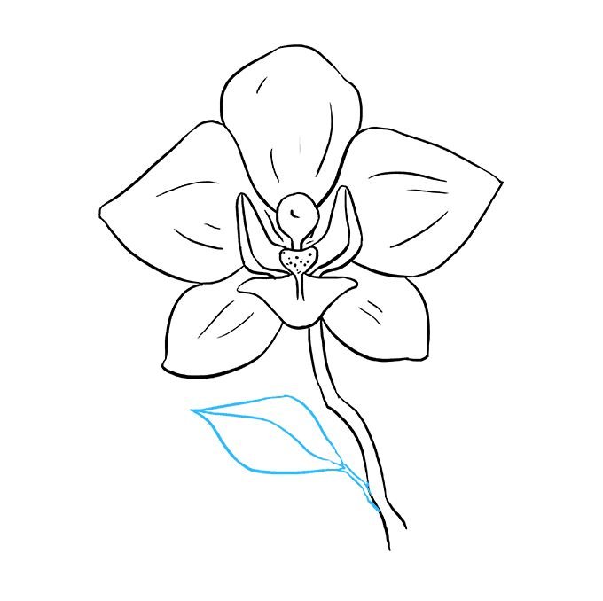 Орхидея рисунок