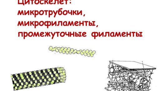 Микрофиламенты