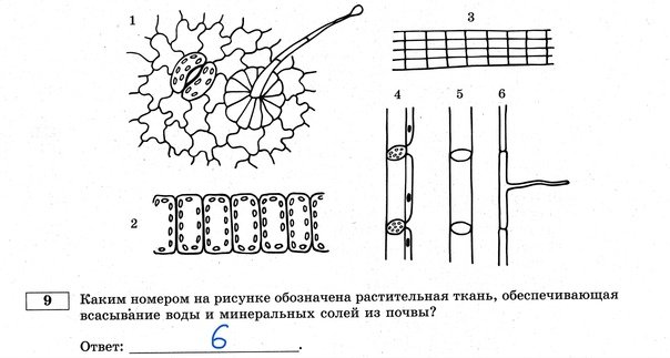 Элементы строения растительных тканей ЕГЭ биология