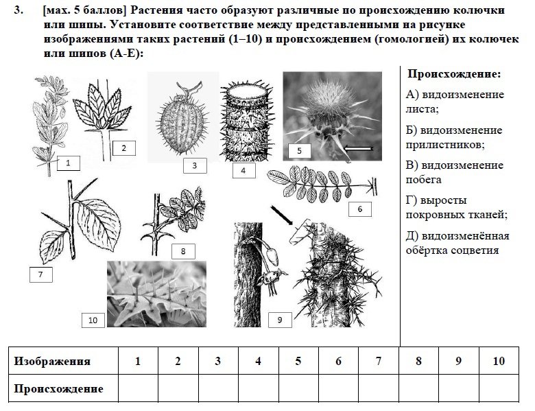 Задания по биологии с рисунками