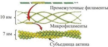 Микротрубочки микрофиламенты промежуточные филаменты