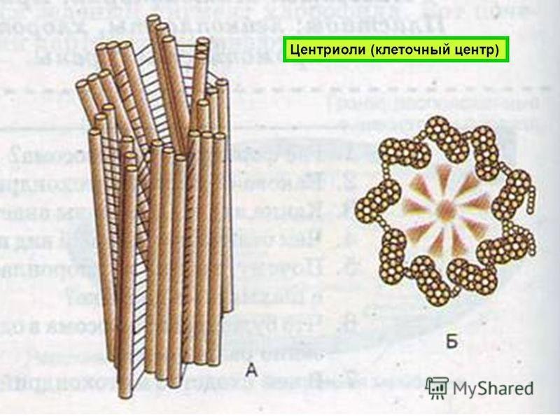 Строение центриоли клетки