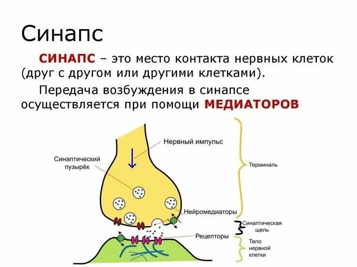 Структурные элементы синапса схема