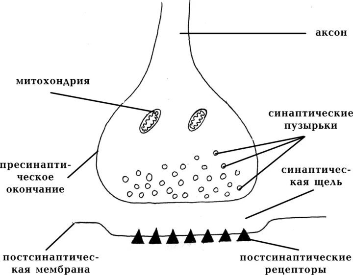 Строение электрического синапса рисунок