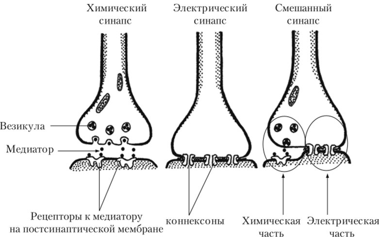 Схема химического синапса физиология