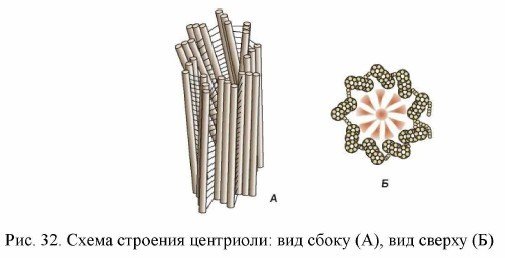 Схема строения центриоли