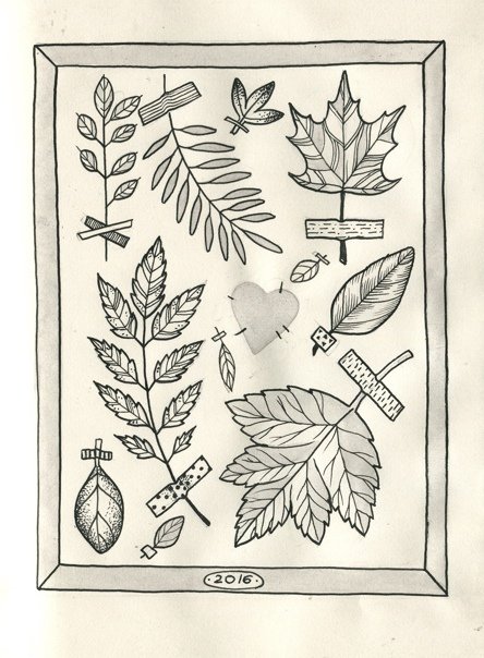 Гербарий рисунок