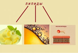 Жиры рисунок биология