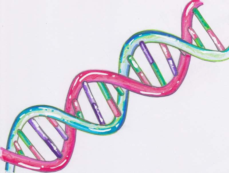 ДНК рисунок