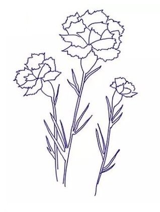 Гвоздика рисунок карандашом