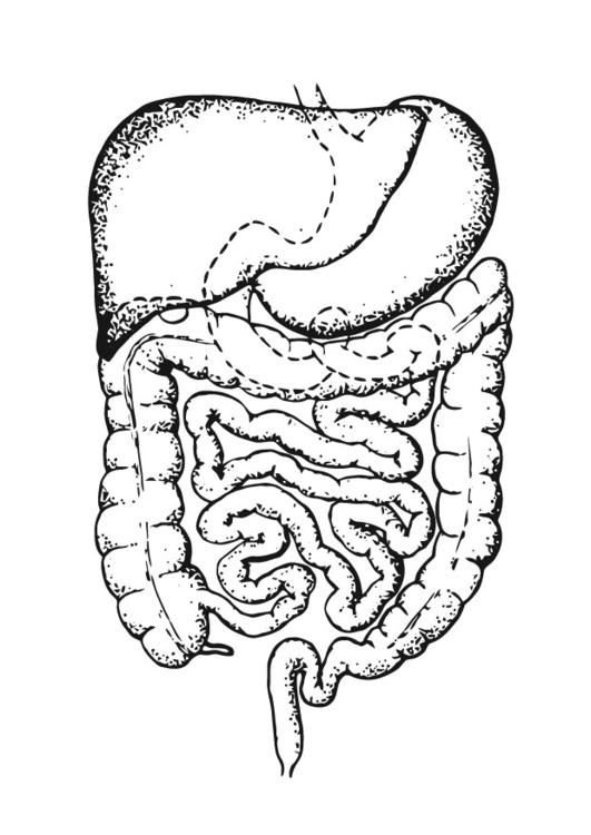 Кишечник легкие