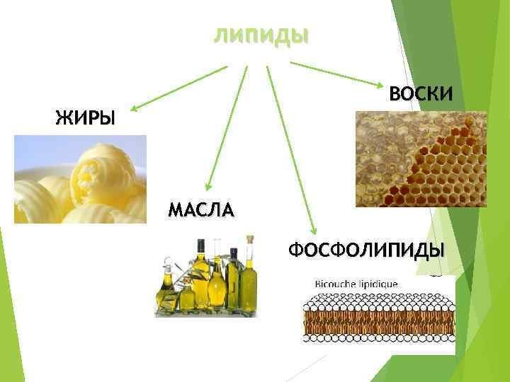 Липиды масла воска