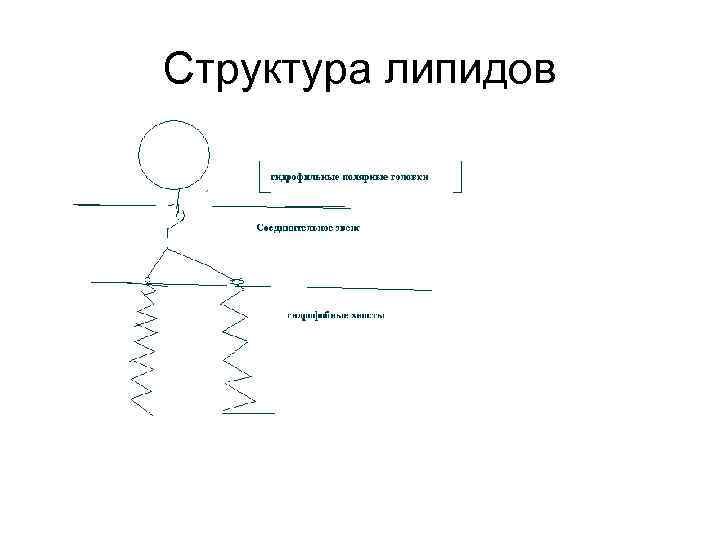 Общая структура липидов