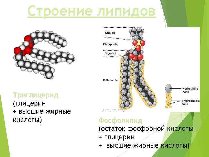Фосфолипиды формула биохимия