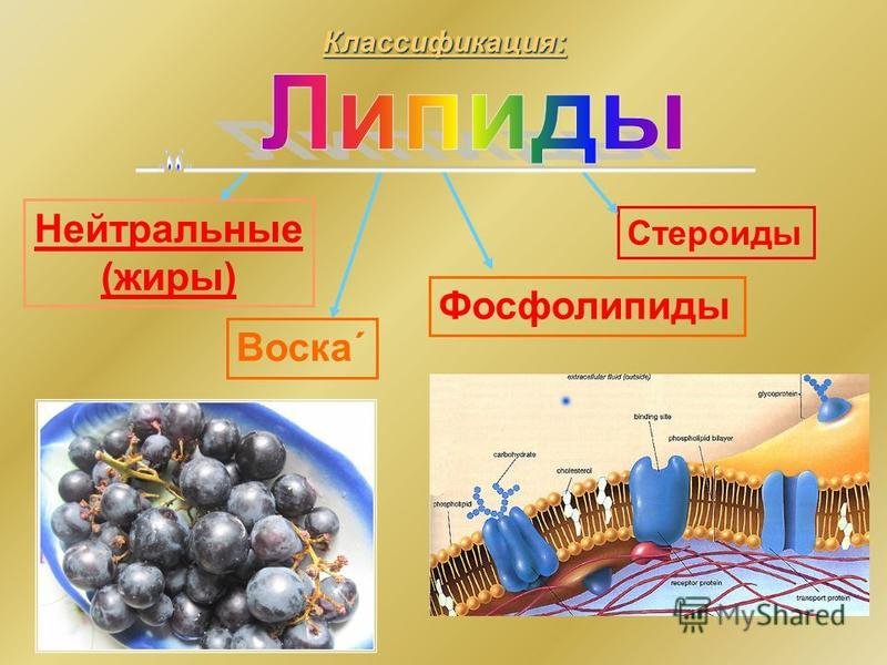 Липиды это жиры