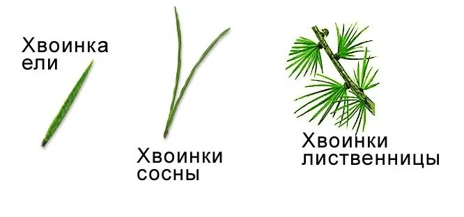Хвоинки лиственницы рисунок
