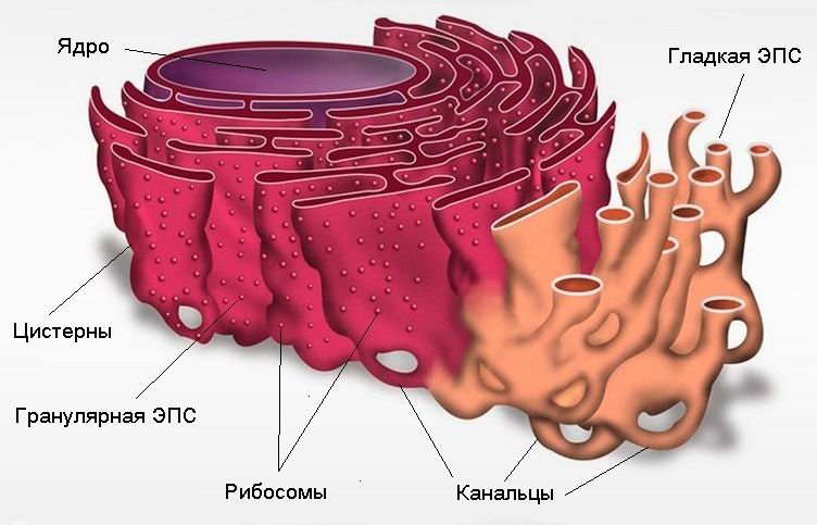 Гладкая эндоплазматическая сеть в клетке