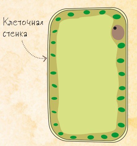 Клеточная стенка растительной клетки рисунок
