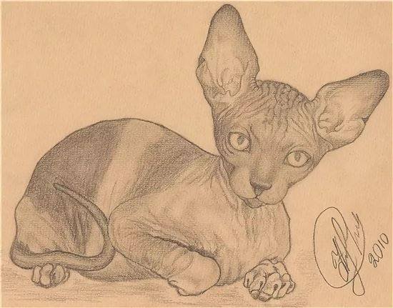 Нарисовать кошку сфинкс
