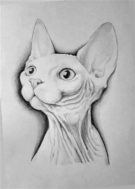 Кошка карандашом