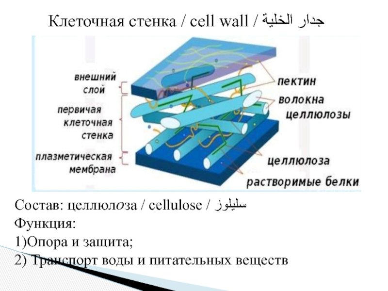 Структура клеточной стенки растений