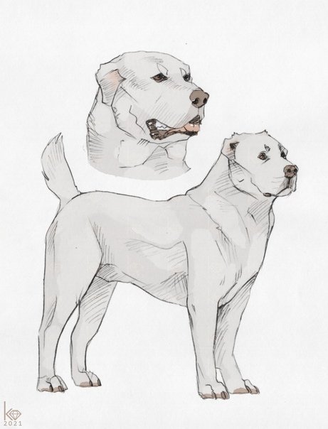 Рисунок алабая