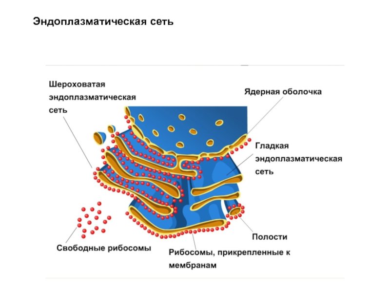 Строение мембраны ЭПС