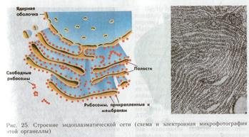 Эндоплазматический ретикулум строение схема
