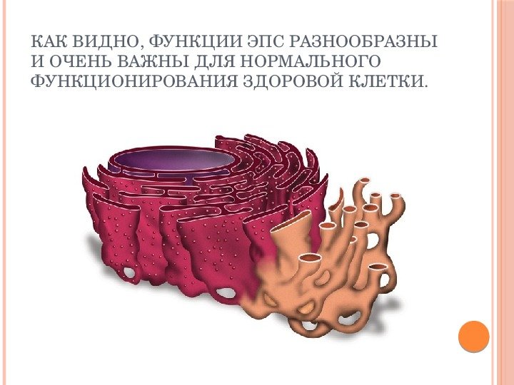 ЭПС гладкая и шероховатая рисунок