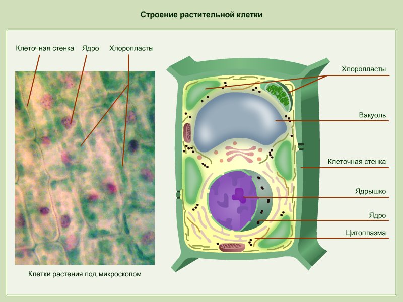 Клеточная стенка как выглядит в клетке