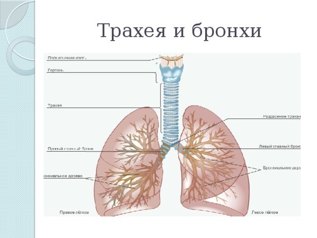 Трахея бронхи легкие анатомия