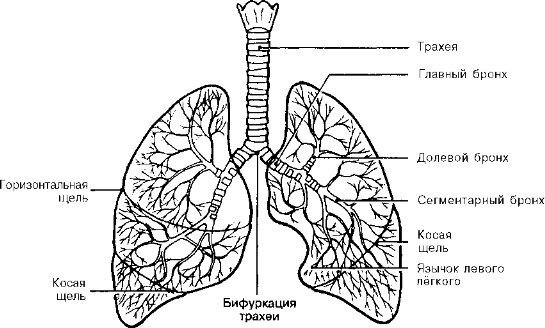 Строение лёгких человека бронхи