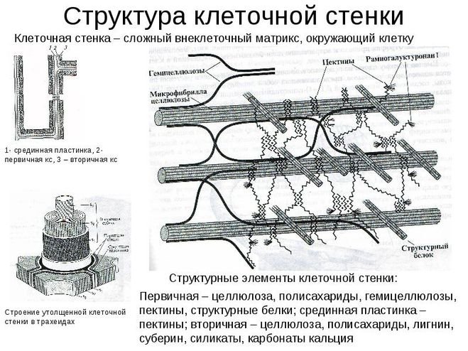 Клеточная стенка строение и функции