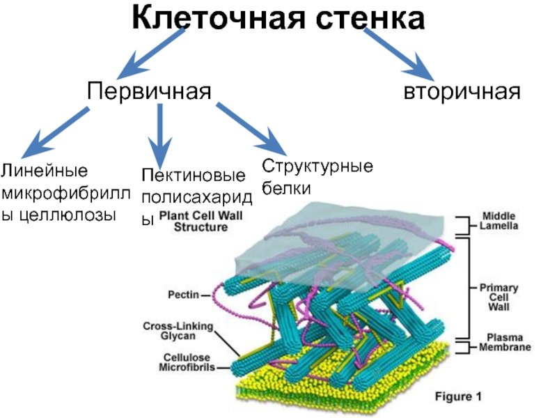 Первичной клеточной оболочки строение