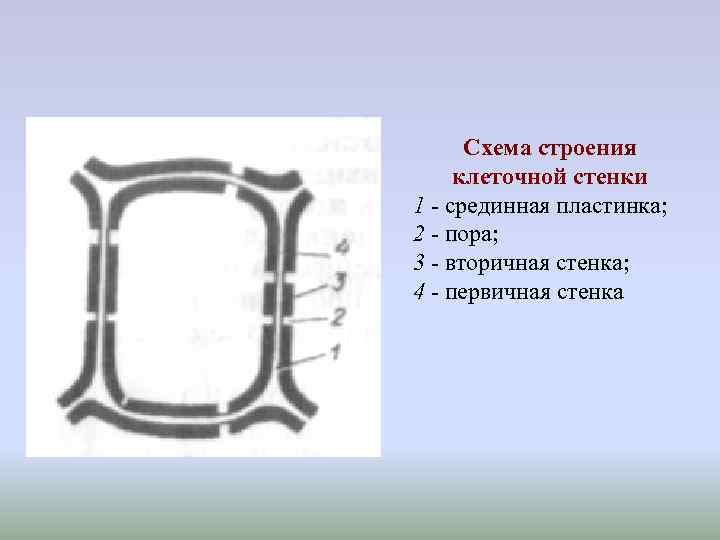 Клеточная стенка растительной клетки схема