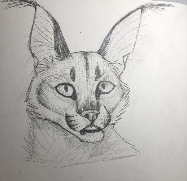 Каракал рисунок