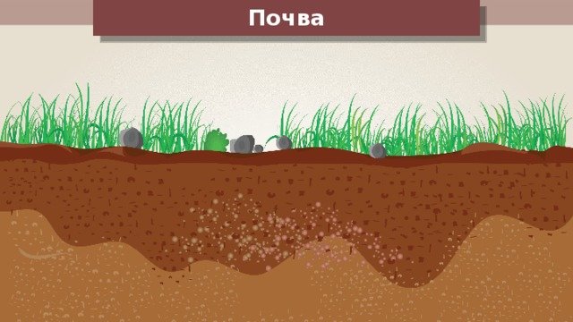 Почва рисунок