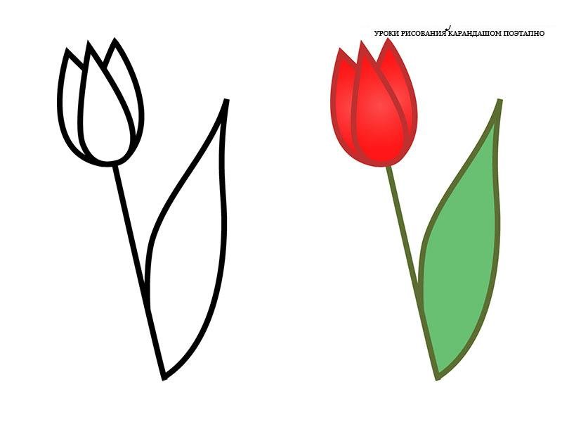 Тюльпан рисунок поэтапно