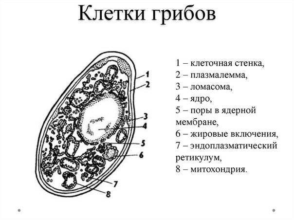Строение клетки грибов рисунок с подписями