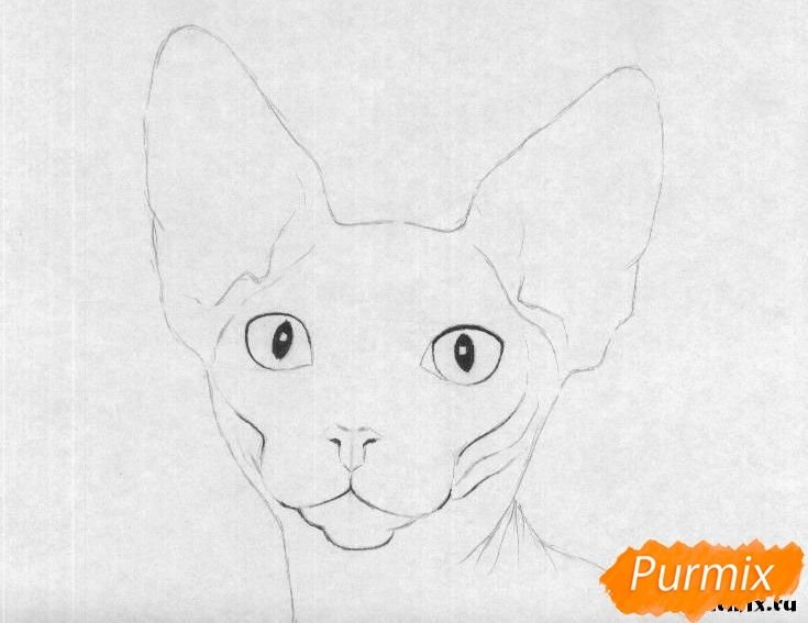 Сфинкс кошка рисунок карандашом