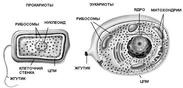 Эукариот