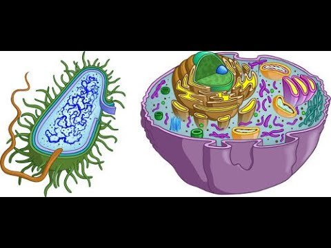 Прокариот и эукариот рисунок