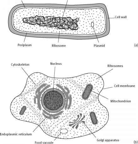 Схема строения прокариотической клетки и эукариотической клетки