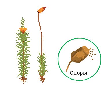 Строение мха Кукушкин лен рисунок