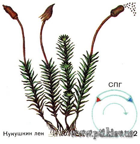 Мох Кукушкин лен