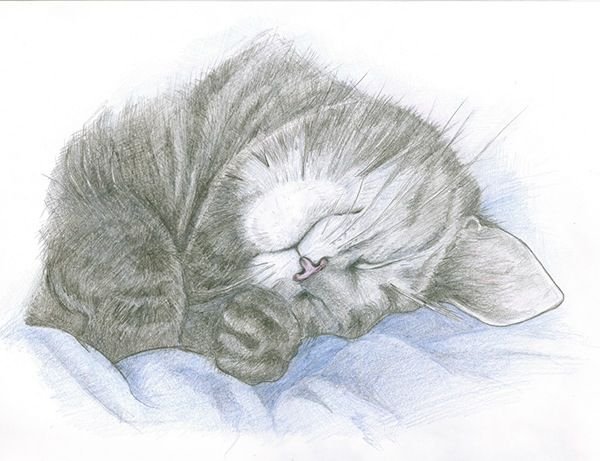 Кот карандашом