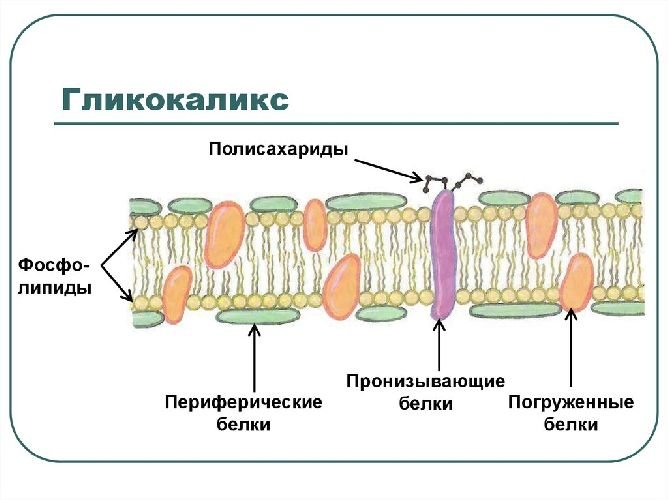Строение плазматической мембраны белки