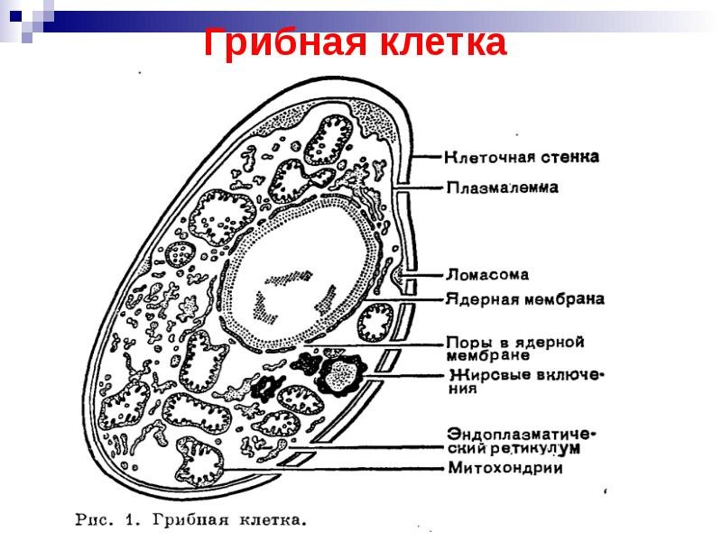 Схема строения клетки гриба 5 класс биология