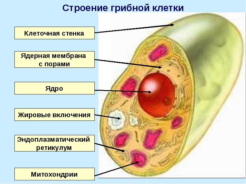 Строение ядра грибной клетки