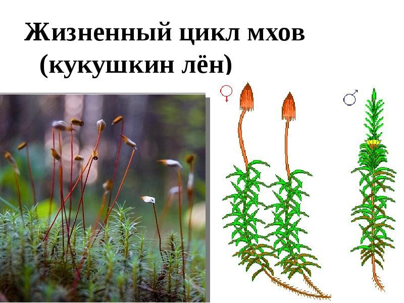 Моховидные Кукушкин лен